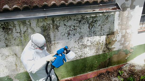 Top rated local Basement Mold Remediation specialists in Houston, PA